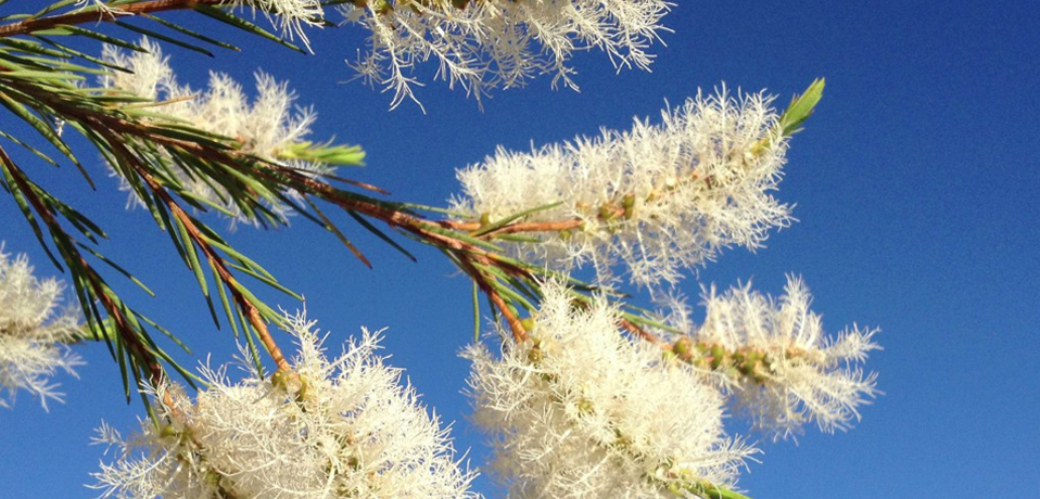 dskinergy glcerin soap